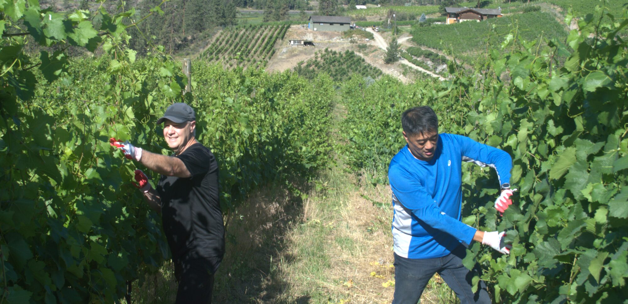 Phil and Mario in vineyard working on the vines.