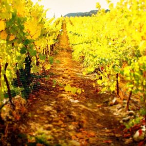 a vineyard in autumn foliage is yellow and gold while the row between is red/brown